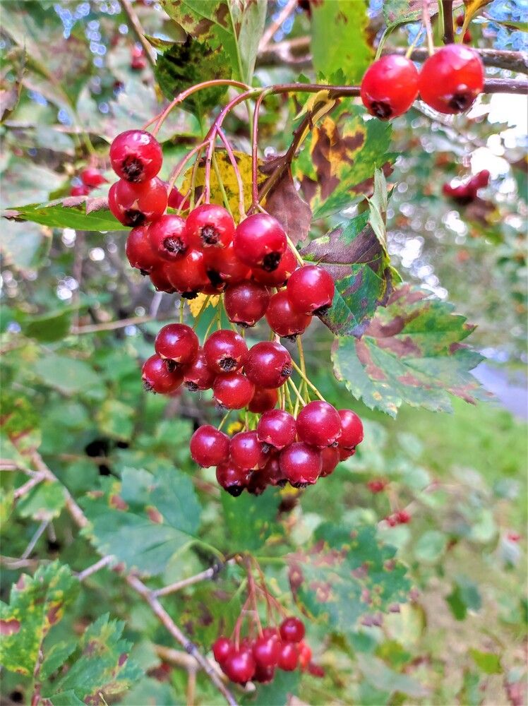 Photograph by Галина