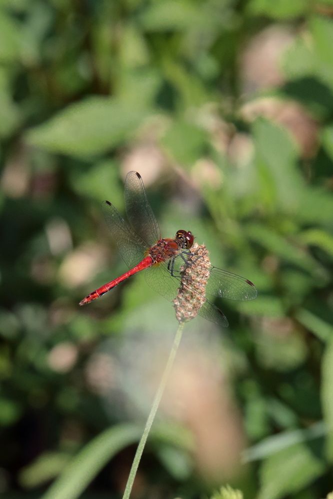 Стрекоза кроваво-красная