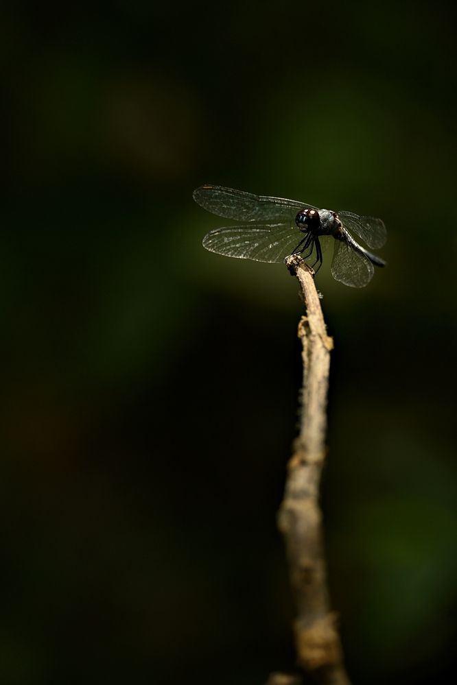 Photograph by Archisman Narayan Lahiri