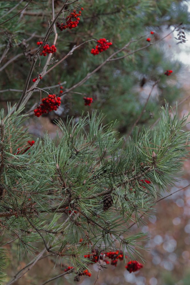 Осенний контраст