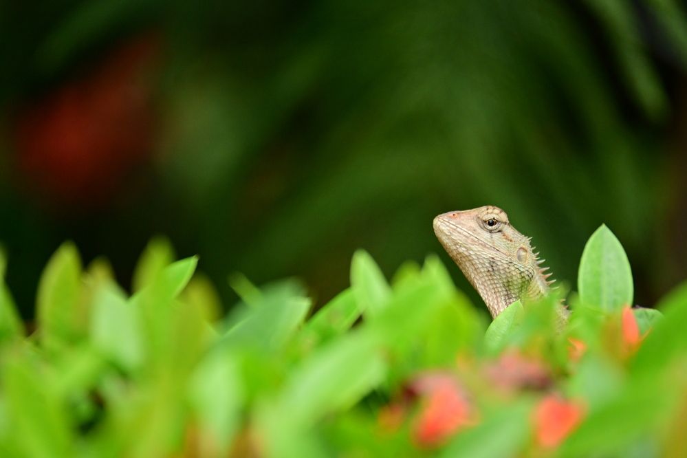 Photograph by Archisman Narayan Lahiri