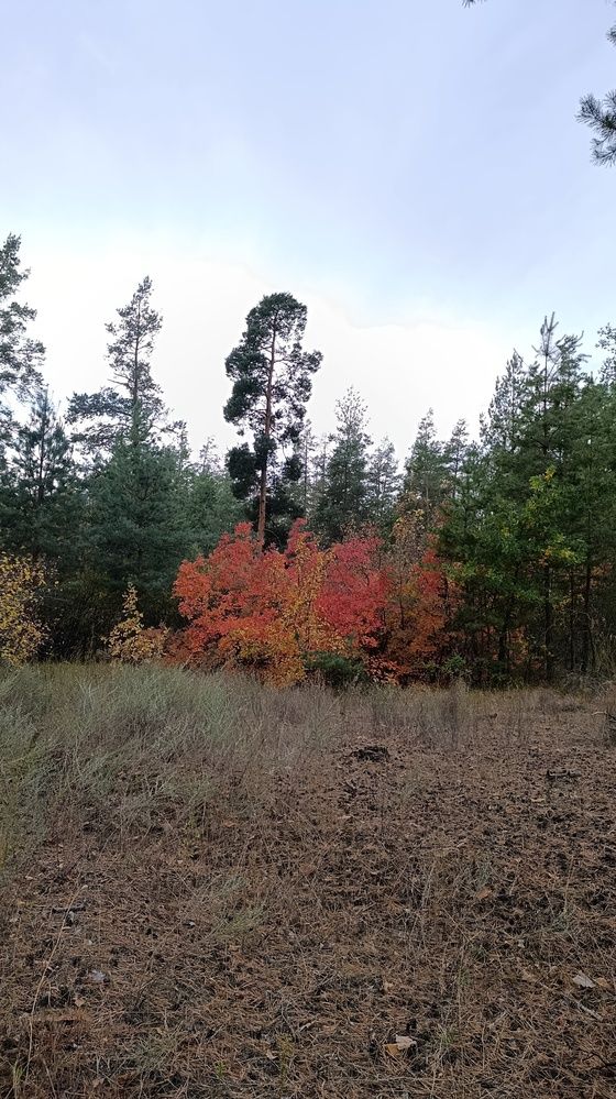 Photograph by Фаина Мирошниченко