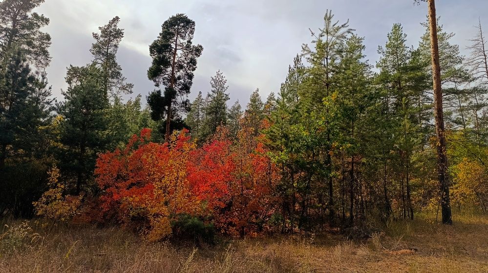 Photograph by Фаина Мирошниченко