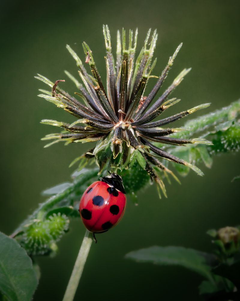 Photograph by KOHAGI