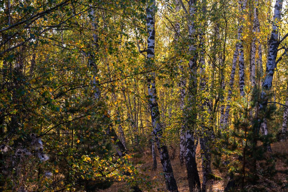 Photograph by YURIY TSARENKO