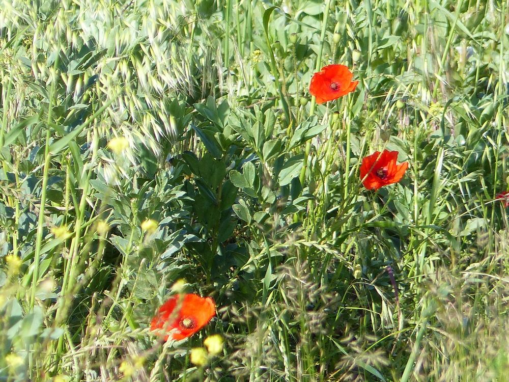 Photograph by Isabella Northrop