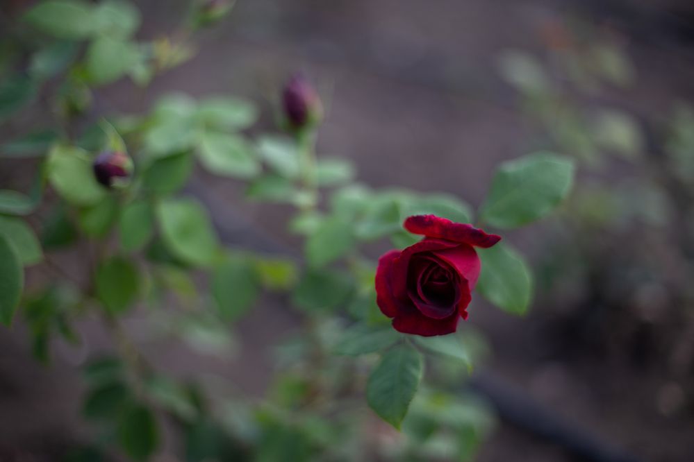 Photograph by Виталий Са