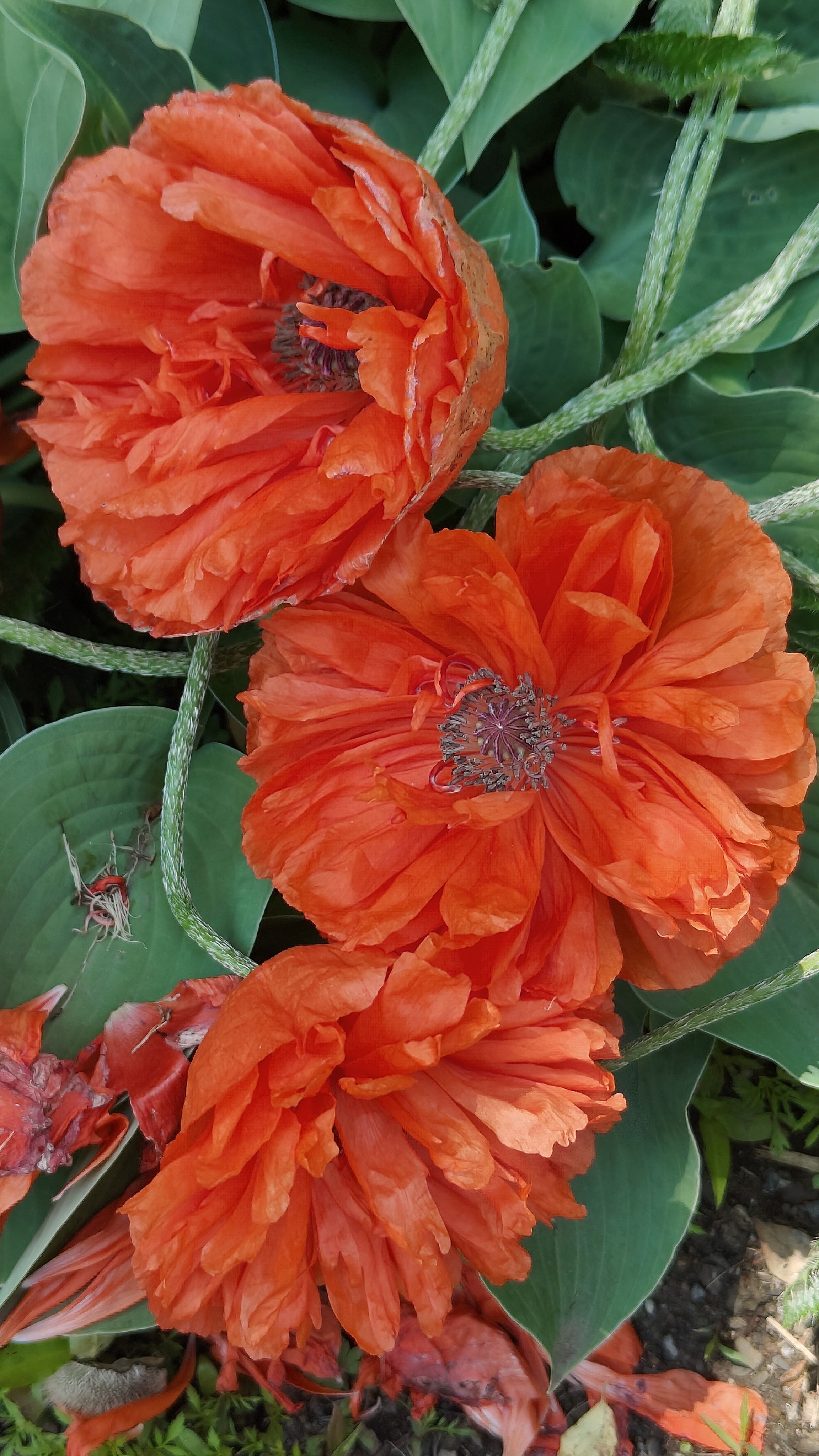 Photograph by Нина Кольман