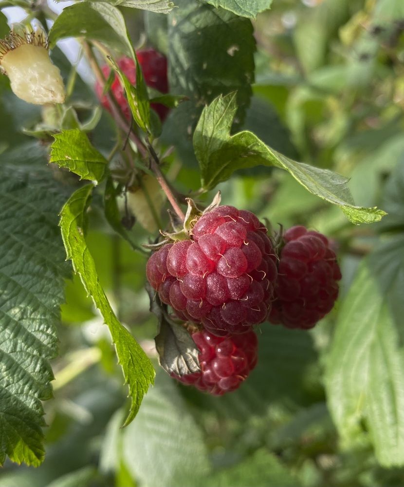 Photograph by Алиса Лукина