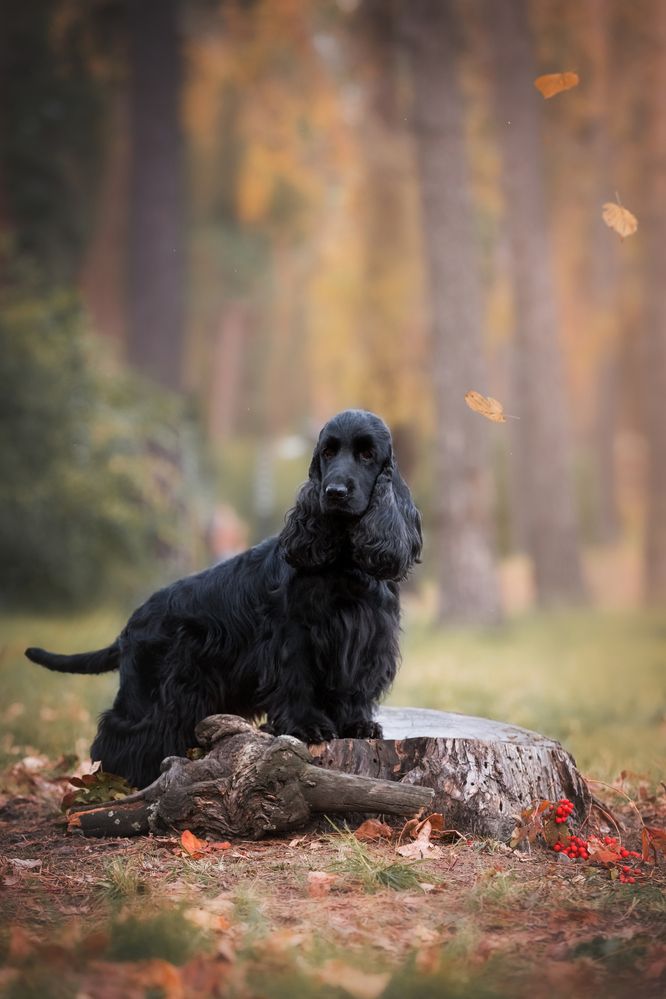 Прогулка в осеннем лесу