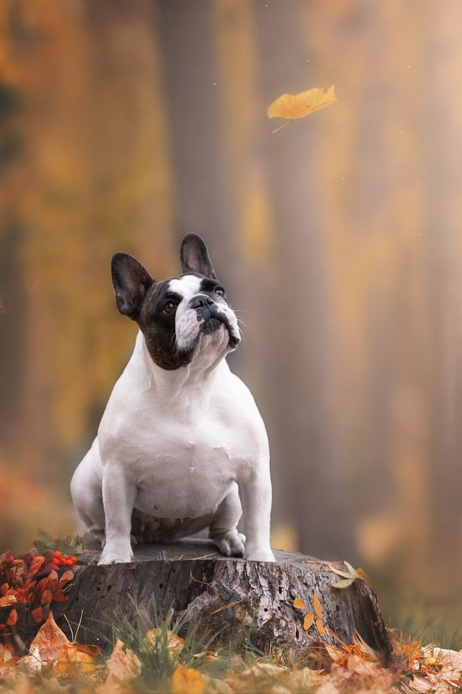 Фокус на осень