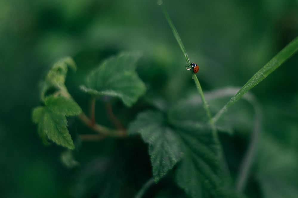 Photograph by Вика Фолина