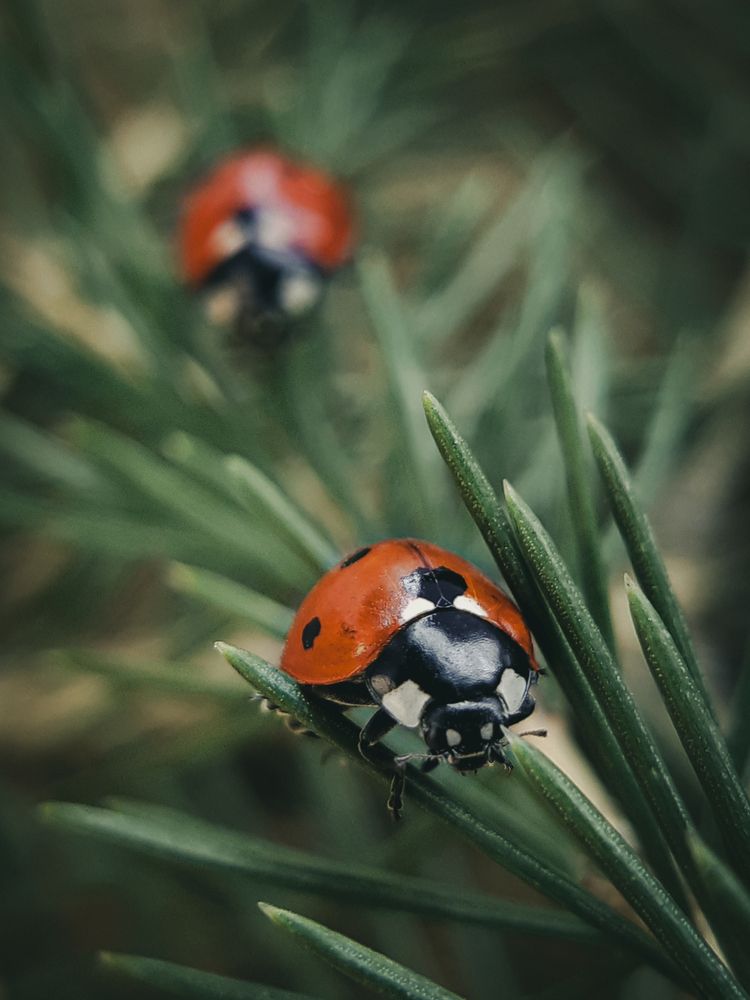 Photograph by Анна Чичилова