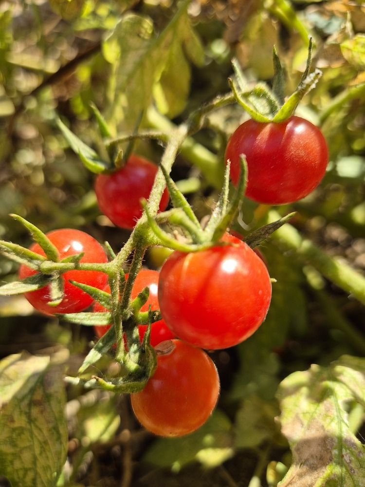 Photograph by Juliana