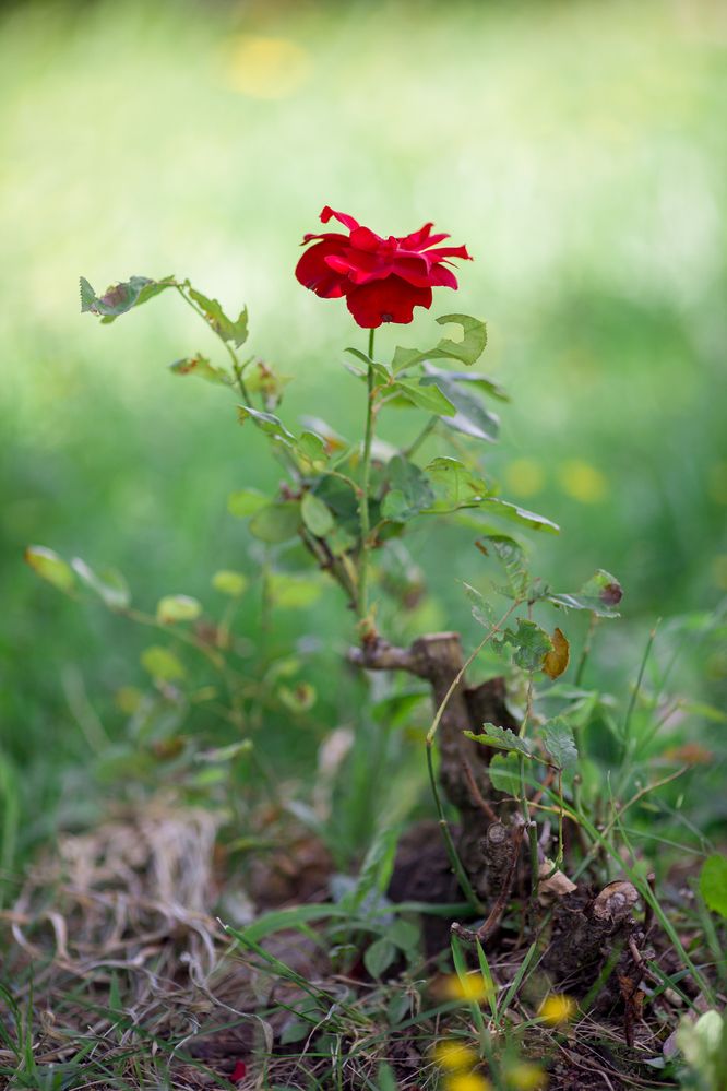 Photograph by Перепёлкина Анастасия