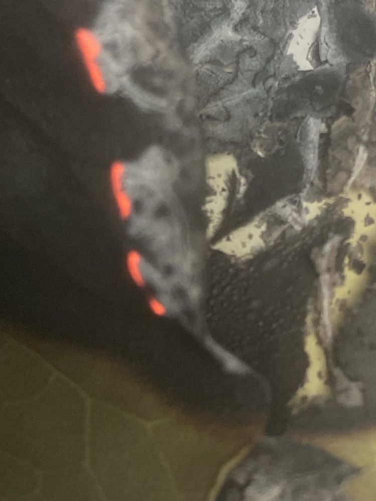 Photograph by Елена Мусина