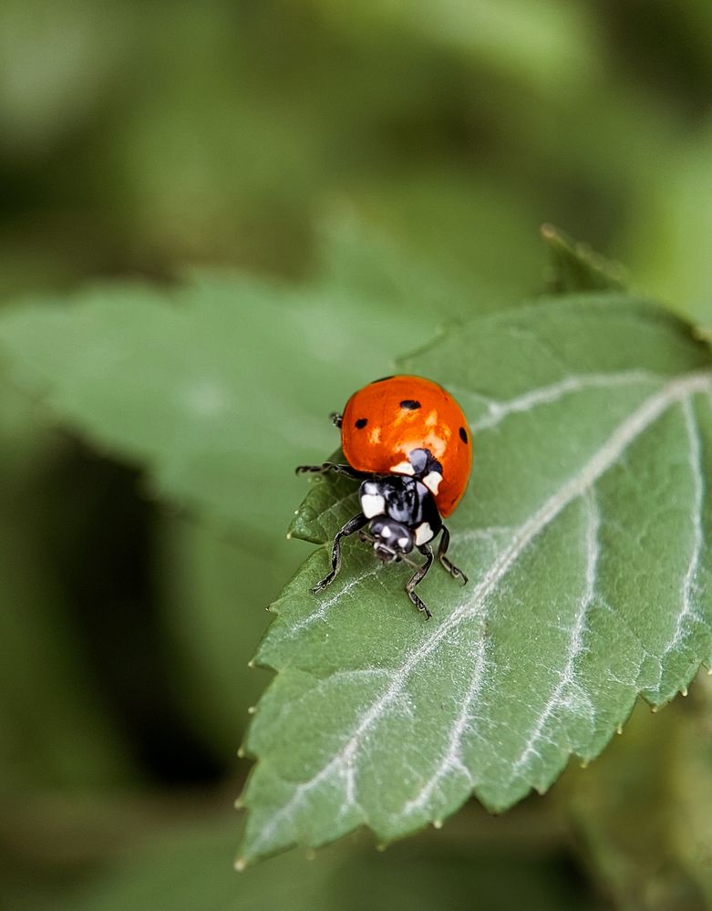 Photograph by Анна Чичилова