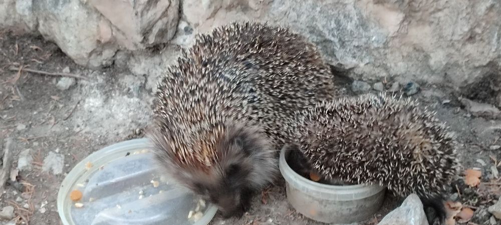 Photograph by Евгений Самулев