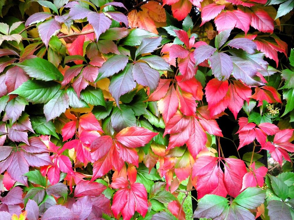 Девичий виноград