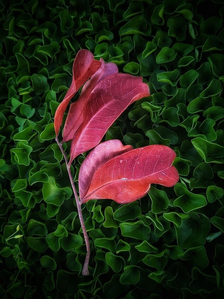 Photograph by Polina Svirida