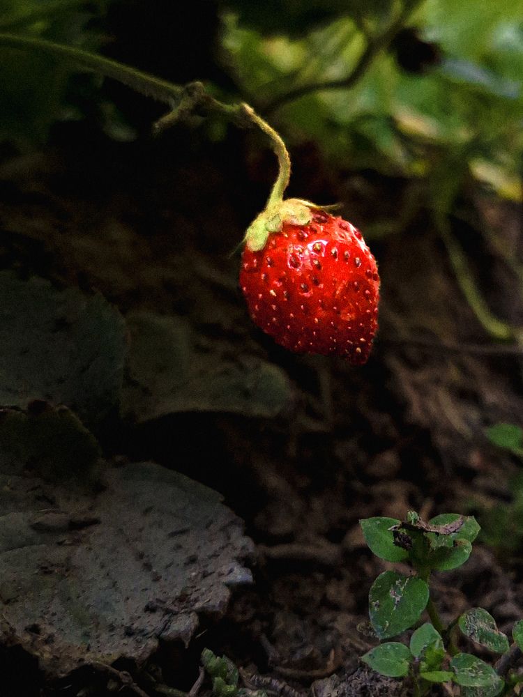 Фотография автора Elena Safarova