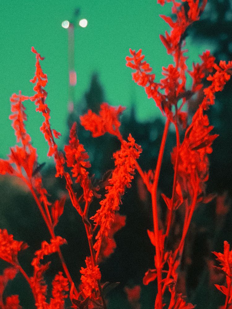 Фотография автора Elena Safarova