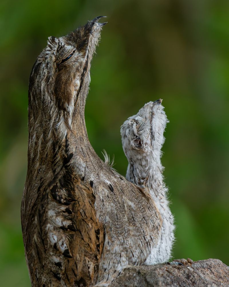 Photograph by Valdir Hobus