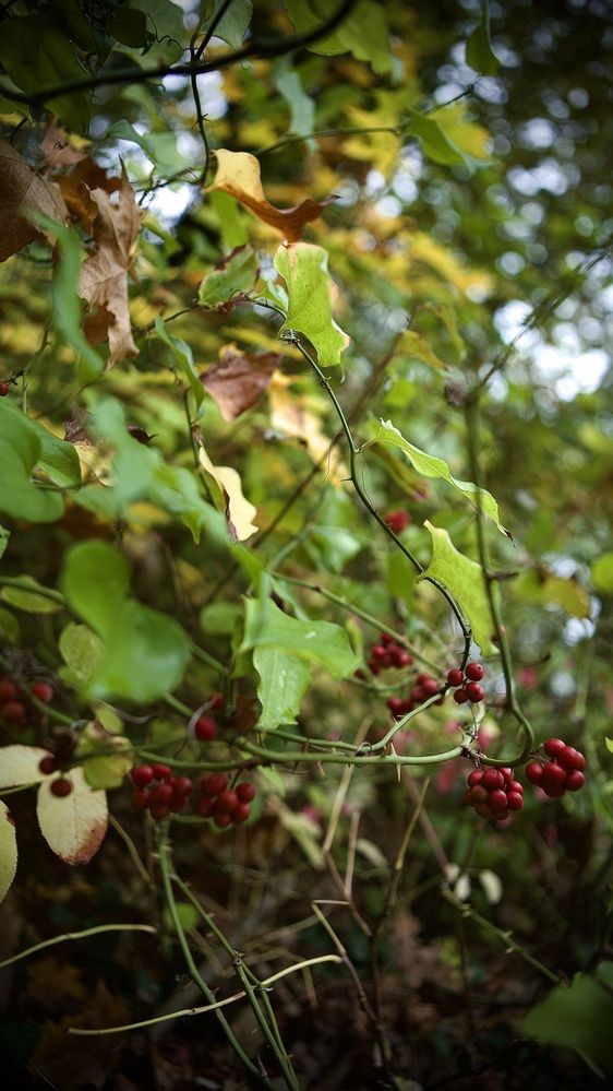 Photograph by Алёна Шелепова