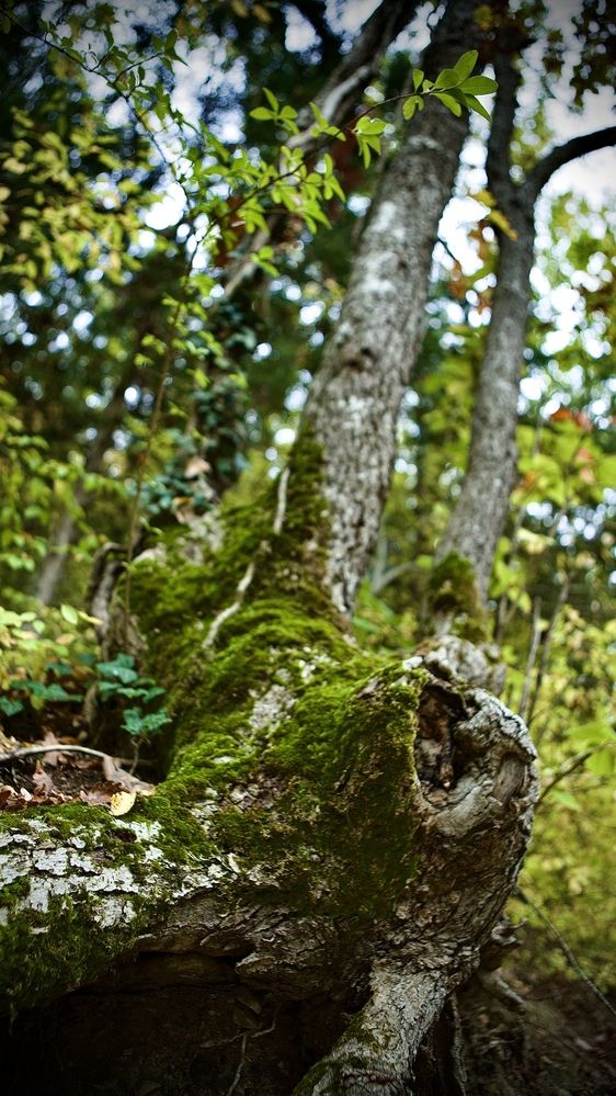 Photograph by Алёна Шелепова