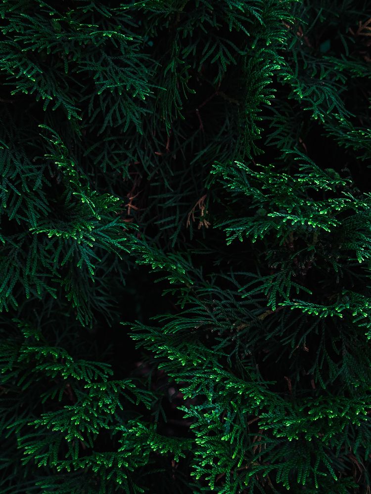 Хвойные ветки