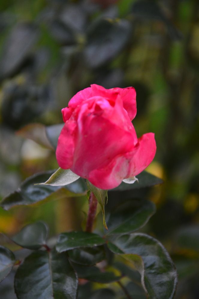 Photograph by Jozef Potocký