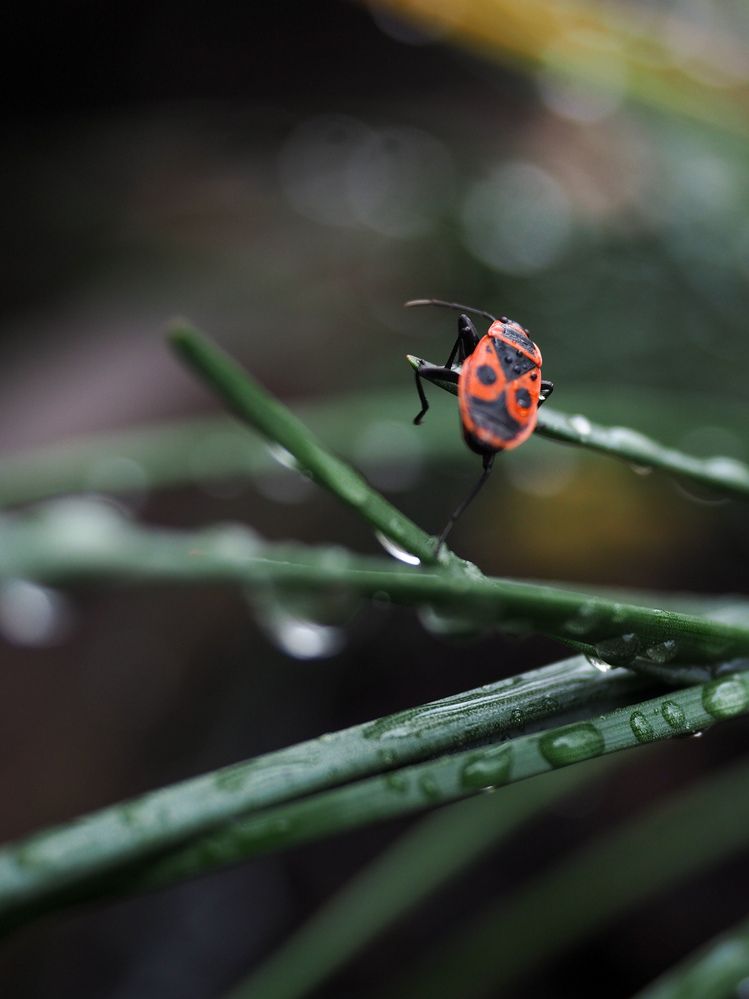 Photograph by Светлана Шибаршина