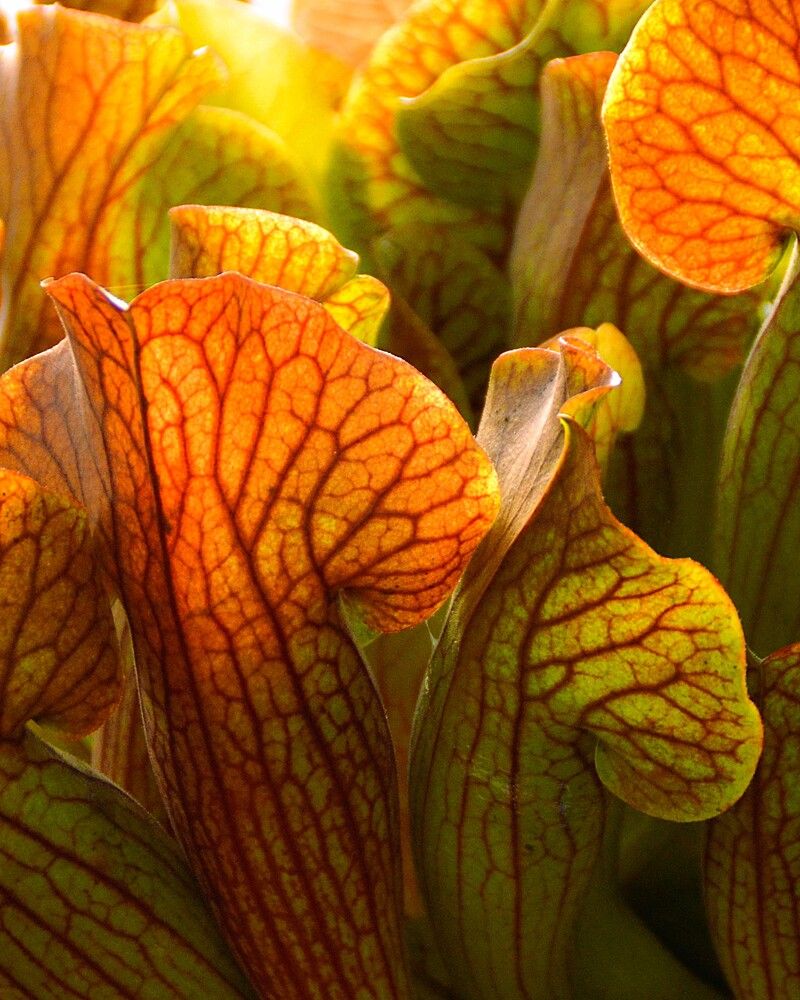 Жизнь. Вены растительного мира