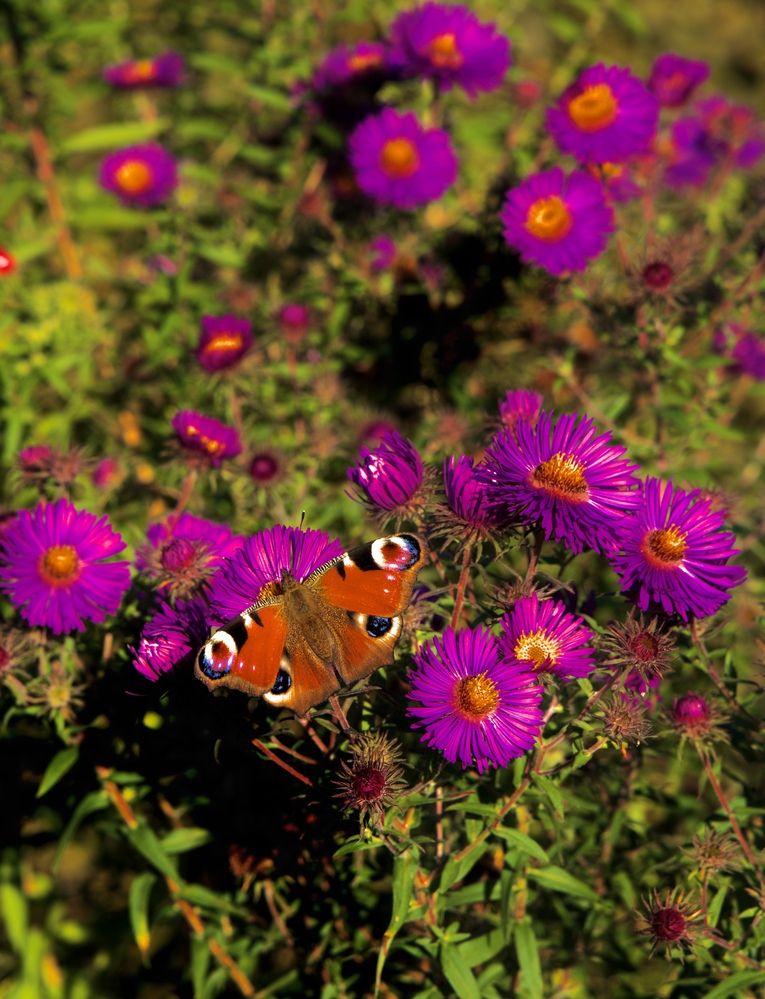 Photograph by Alena Tureva