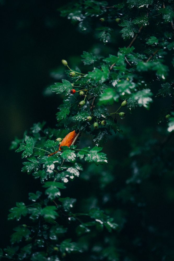 Фотография автора Вазген Бояджян