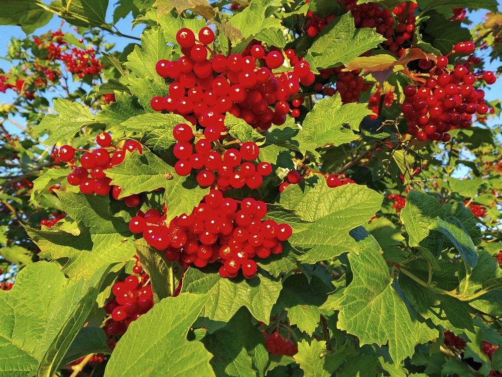 Фотография автора Антип