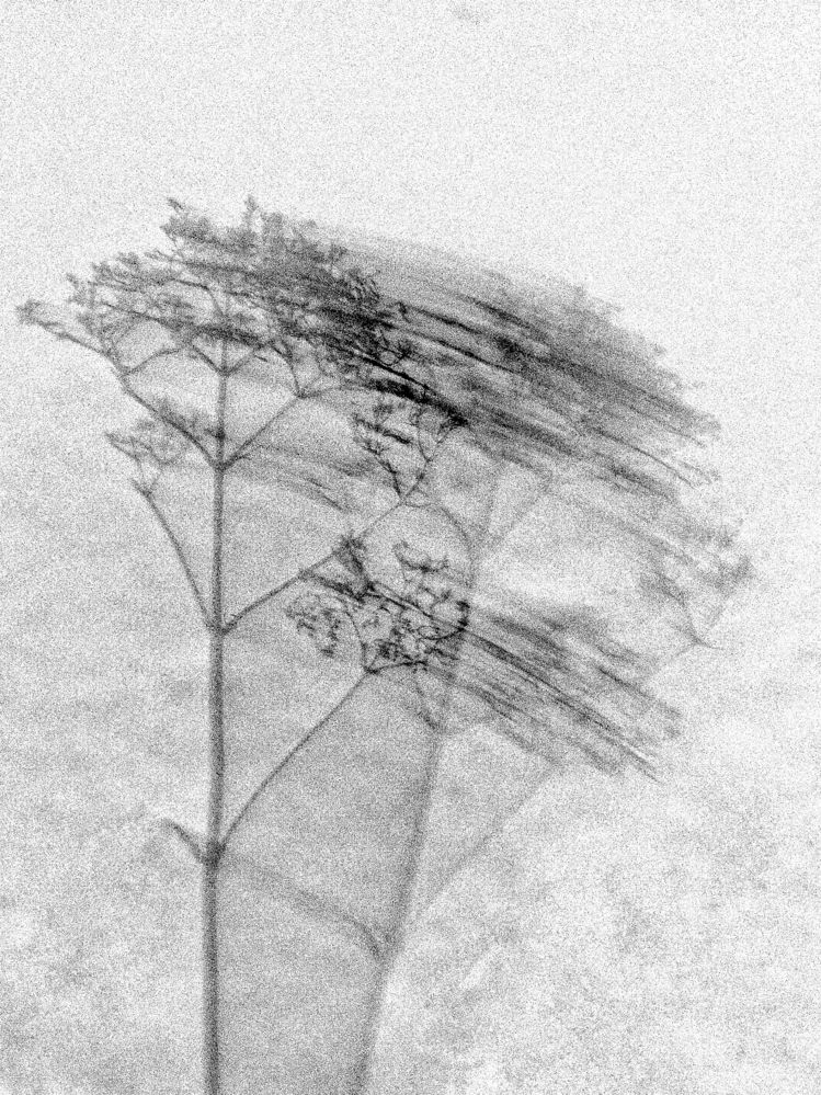 Дуновение ветра