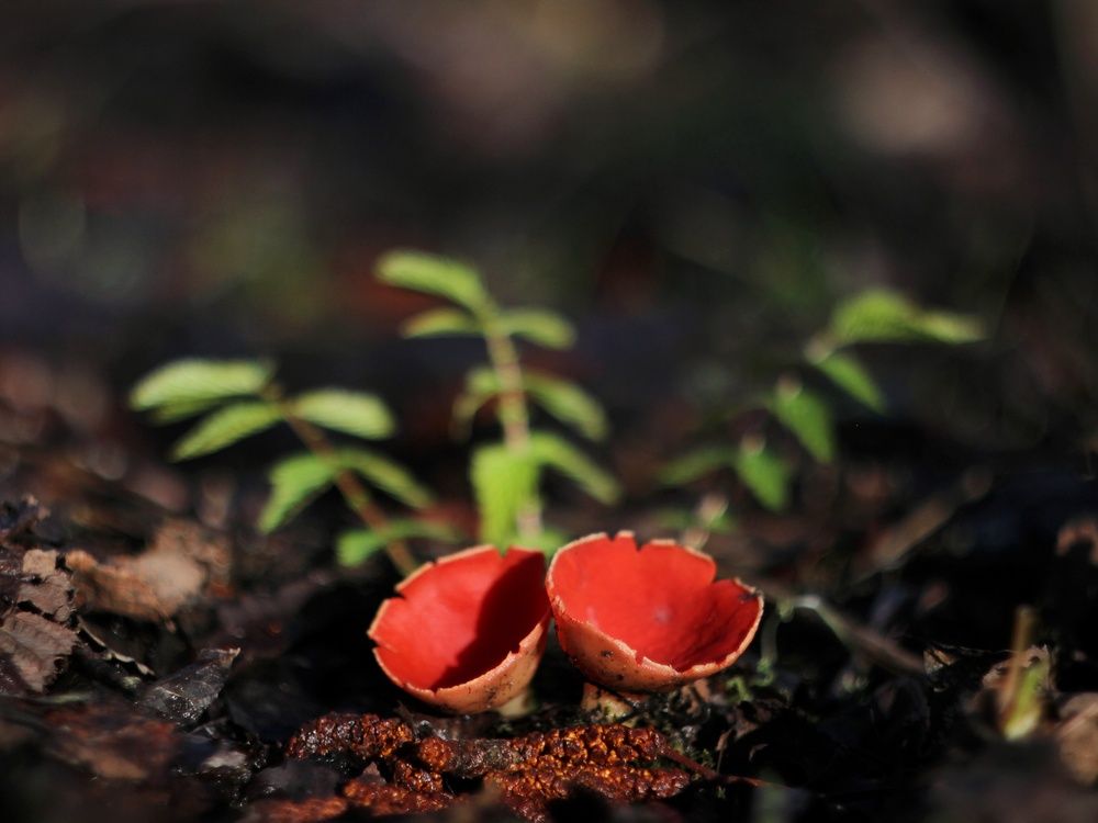 Фотография автора Андрей Шестаков
