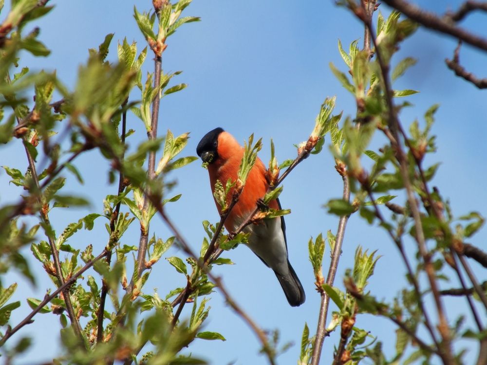 Фотография автора Андрей Шестаков