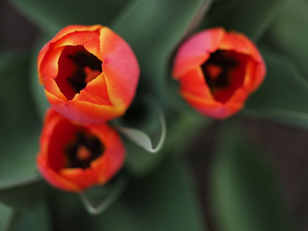 Photograph by Светлана Шибаршина