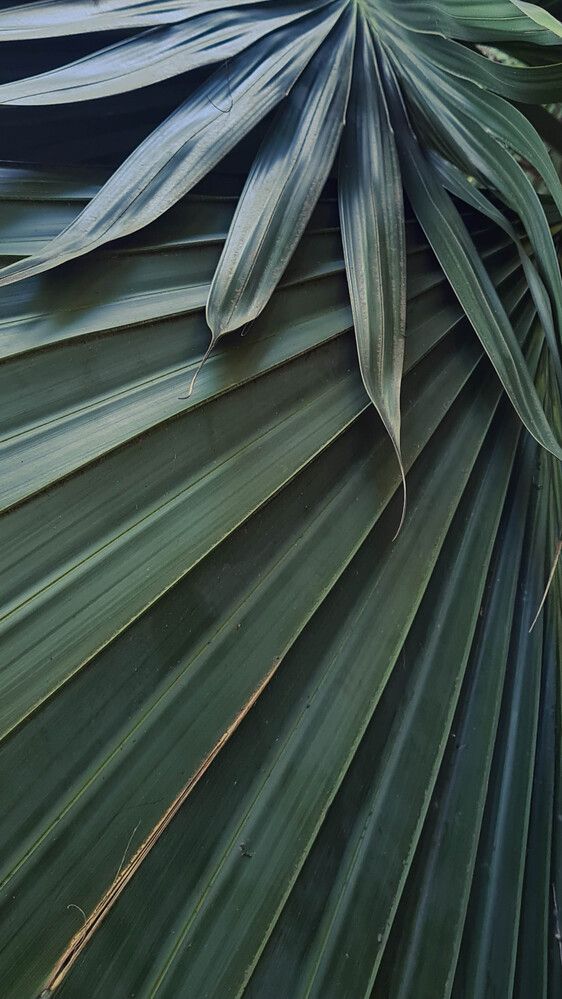 Фотография автора Ирина Дашевская