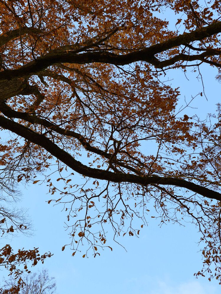 Фотография автора Ирина Дашевская