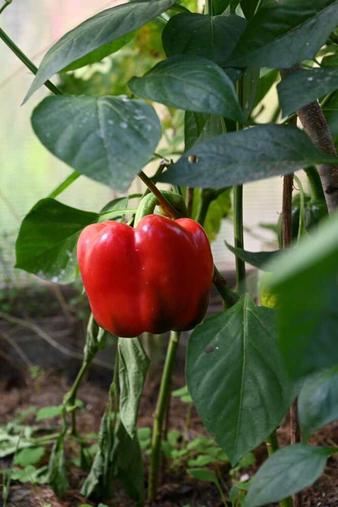 Photograph by Ксения