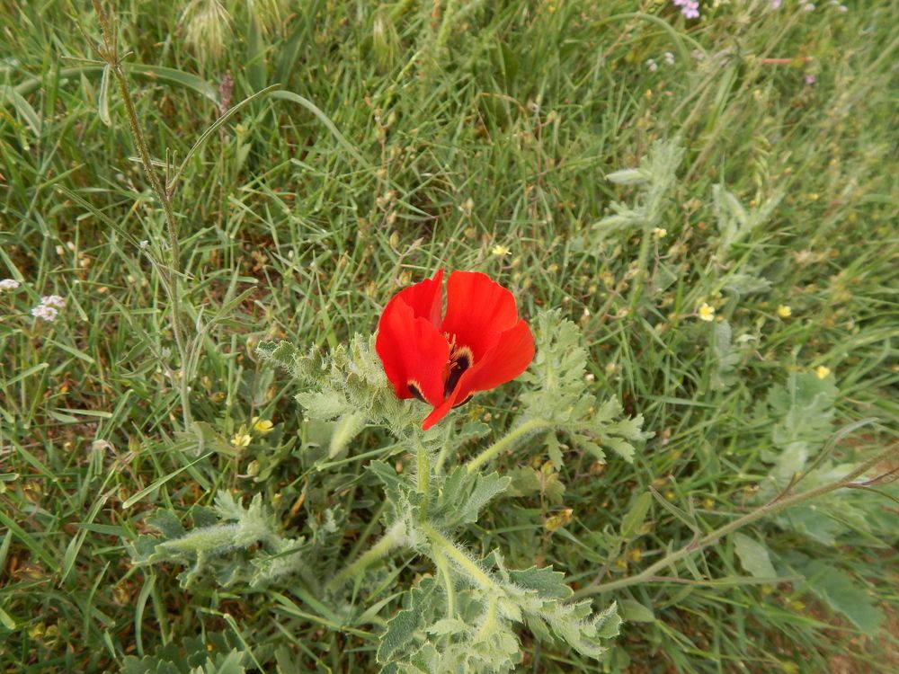 Photograph by Tanivsv