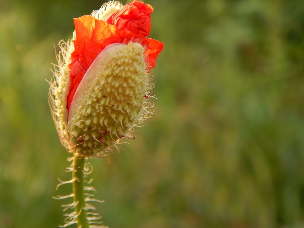 Photograph by Tanivsv