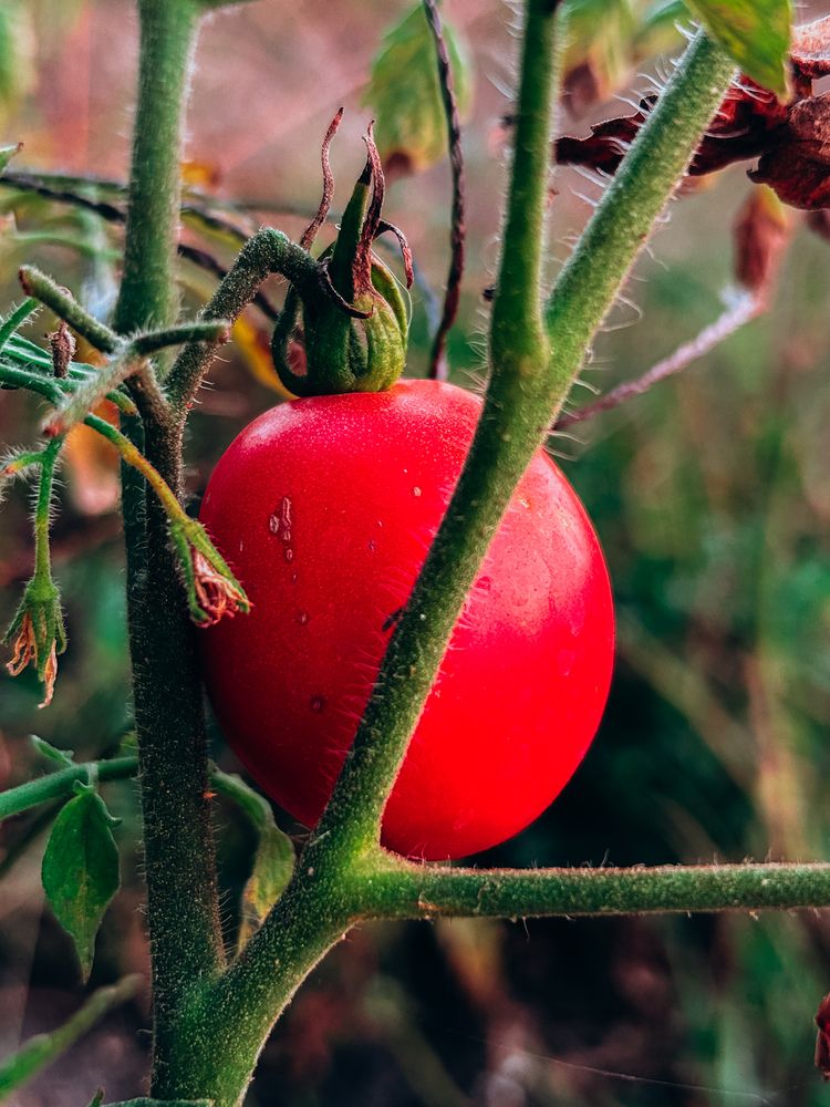 Photograph by Veronika Gromadina