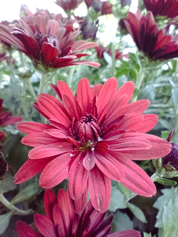 Photograph by Tanivsv