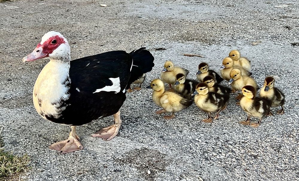 Photograph by Eleni Christogianni