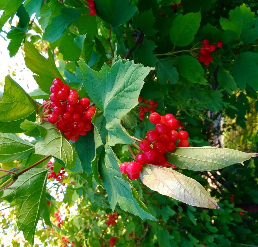 Photograph by Васильева Львовна