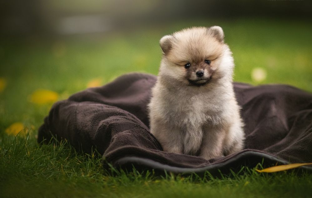 Фотография автора Виктория Лисякова